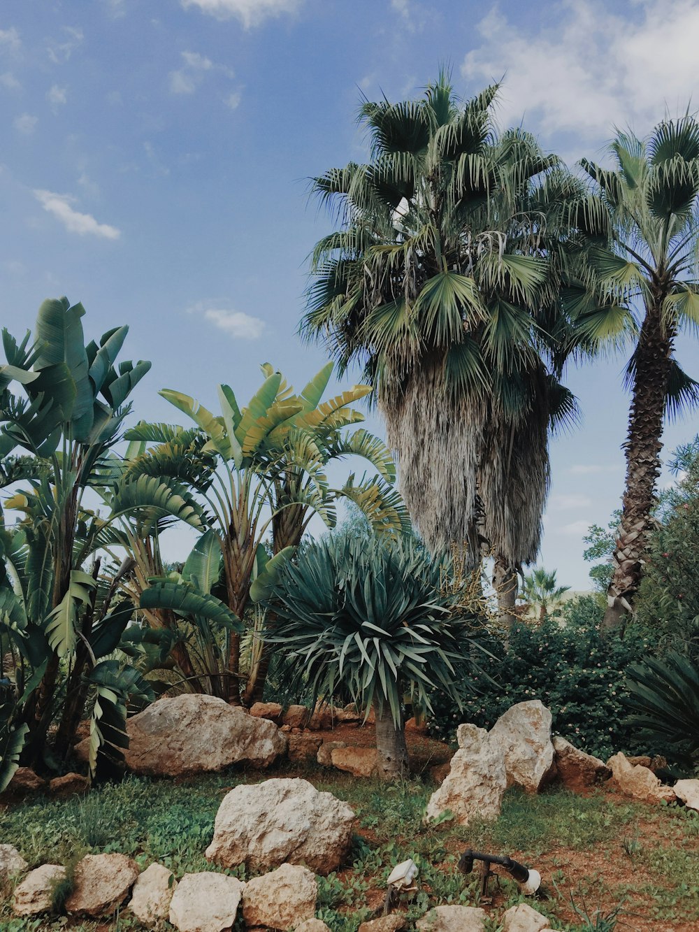 a group of palm trees sitting next to a lush green field