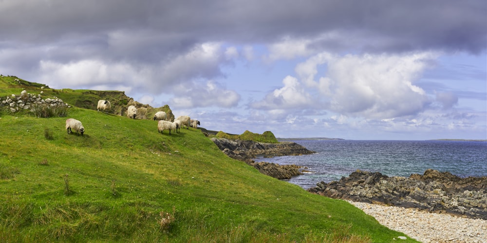 a herd of sheep standing on top of a lush green hillside