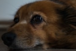 Close-up of a dog's face lying on the floor, displaying expressive eyes and a relaxed posture.