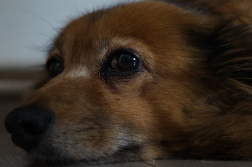 Close-up of a dog showing relaxed body language during a behavioural assessment