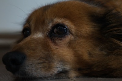Close-up of a dog's face lying on the floor, displaying expressive eyes and a relaxed posture.