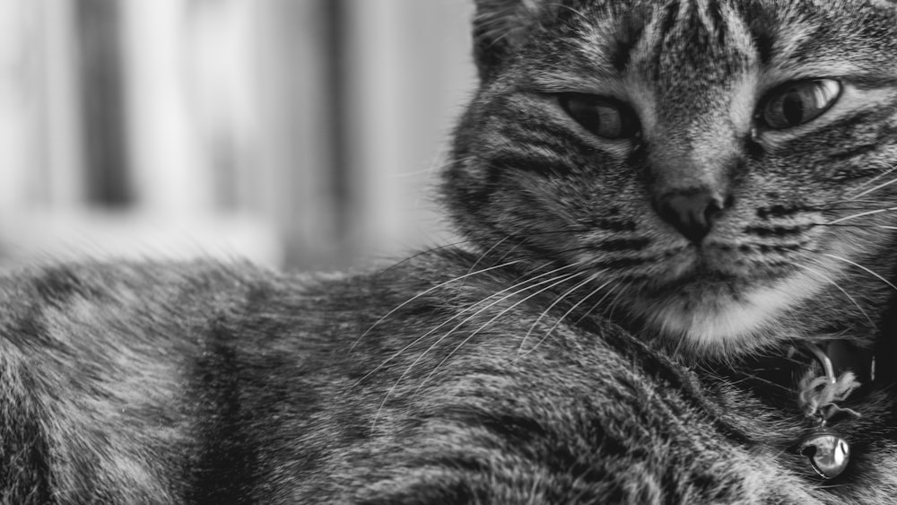 a black and white photo of a cat