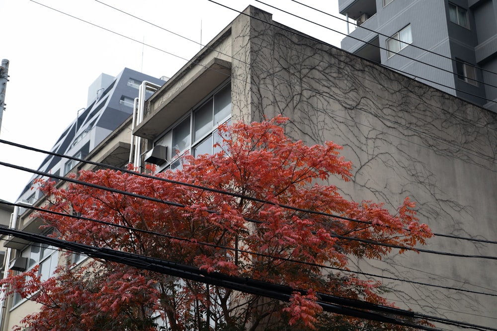 a tree with red leaves in front of a building
