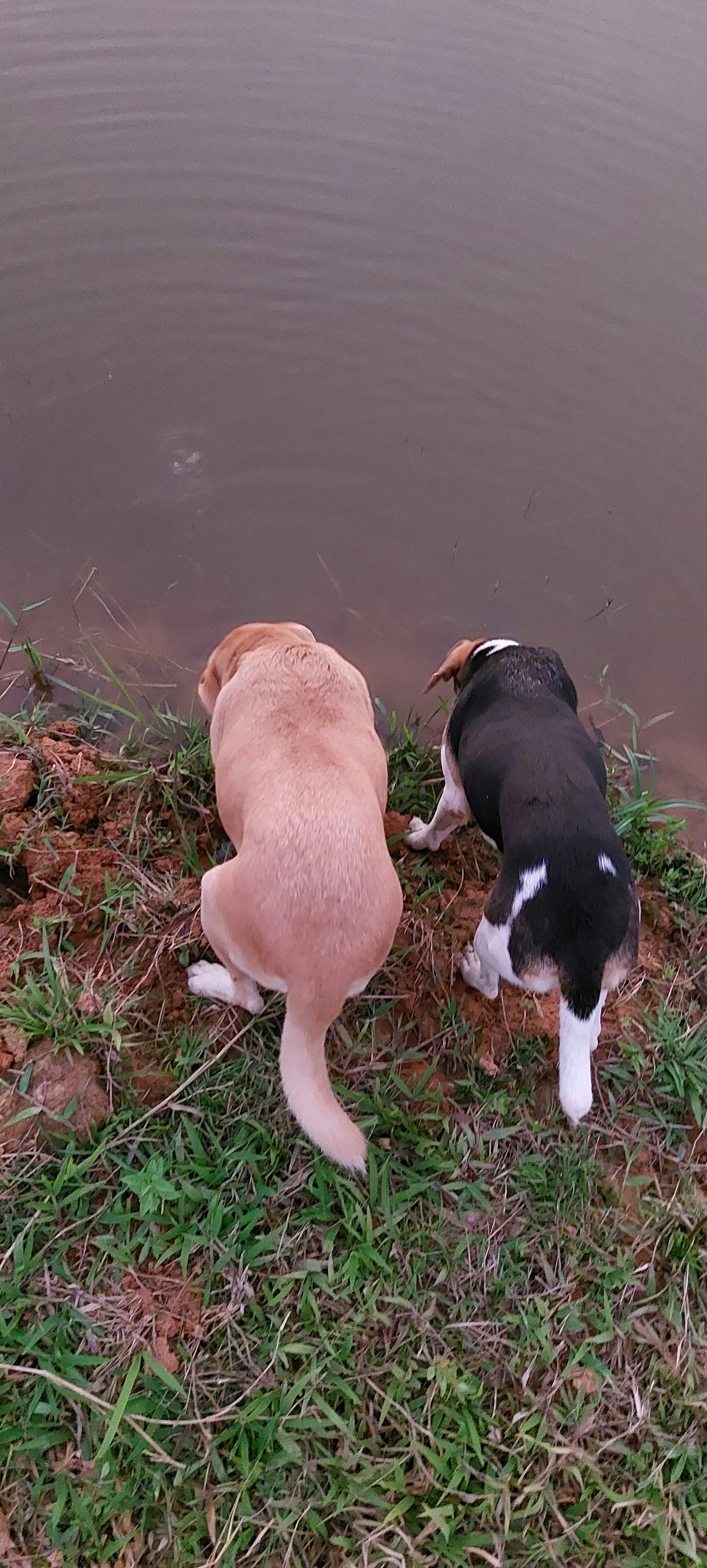 Biscuit & Waffles, Beagles — healthy and happy after using PawCare Plus