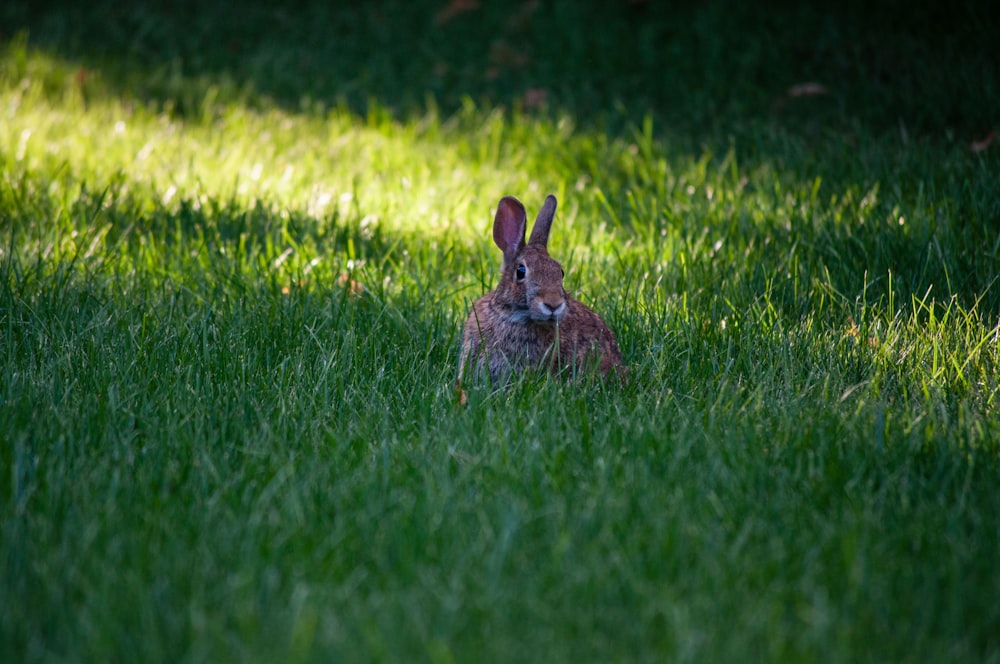 a rabbit is sitting in a field of grass