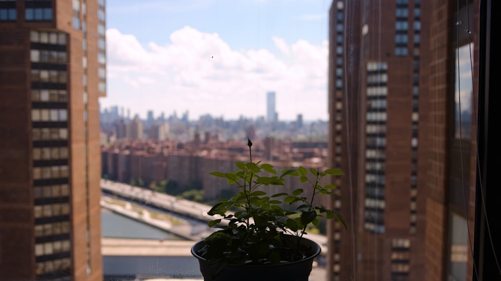 a potted plant sitting on top of a window sill