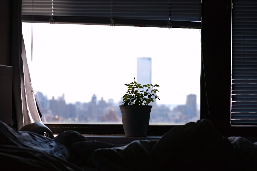 a potted plant sitting on top of a window sill