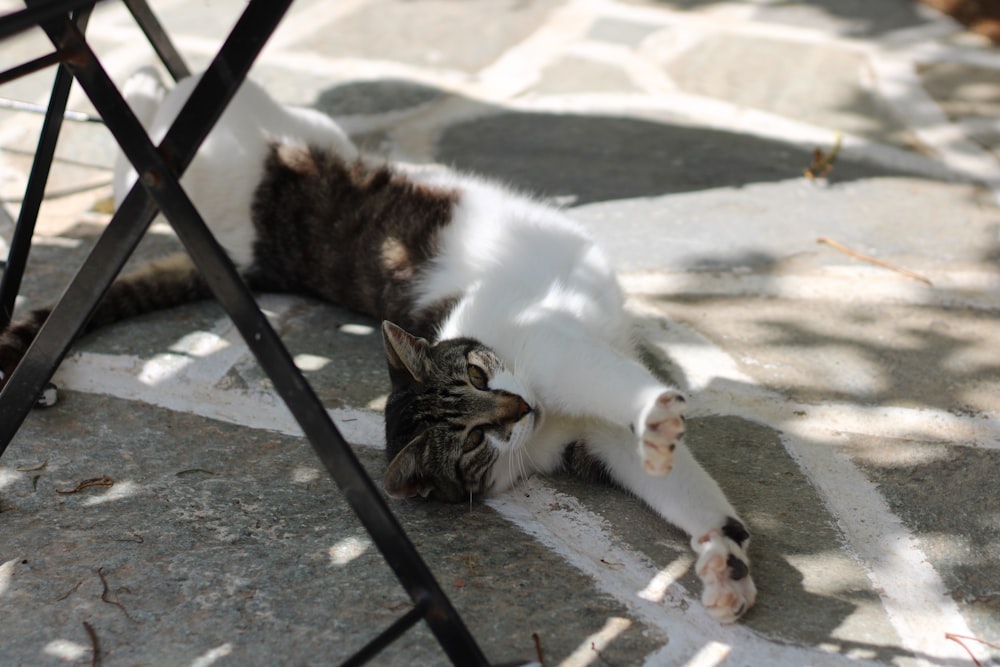 a cat laying on the ground next to a chair