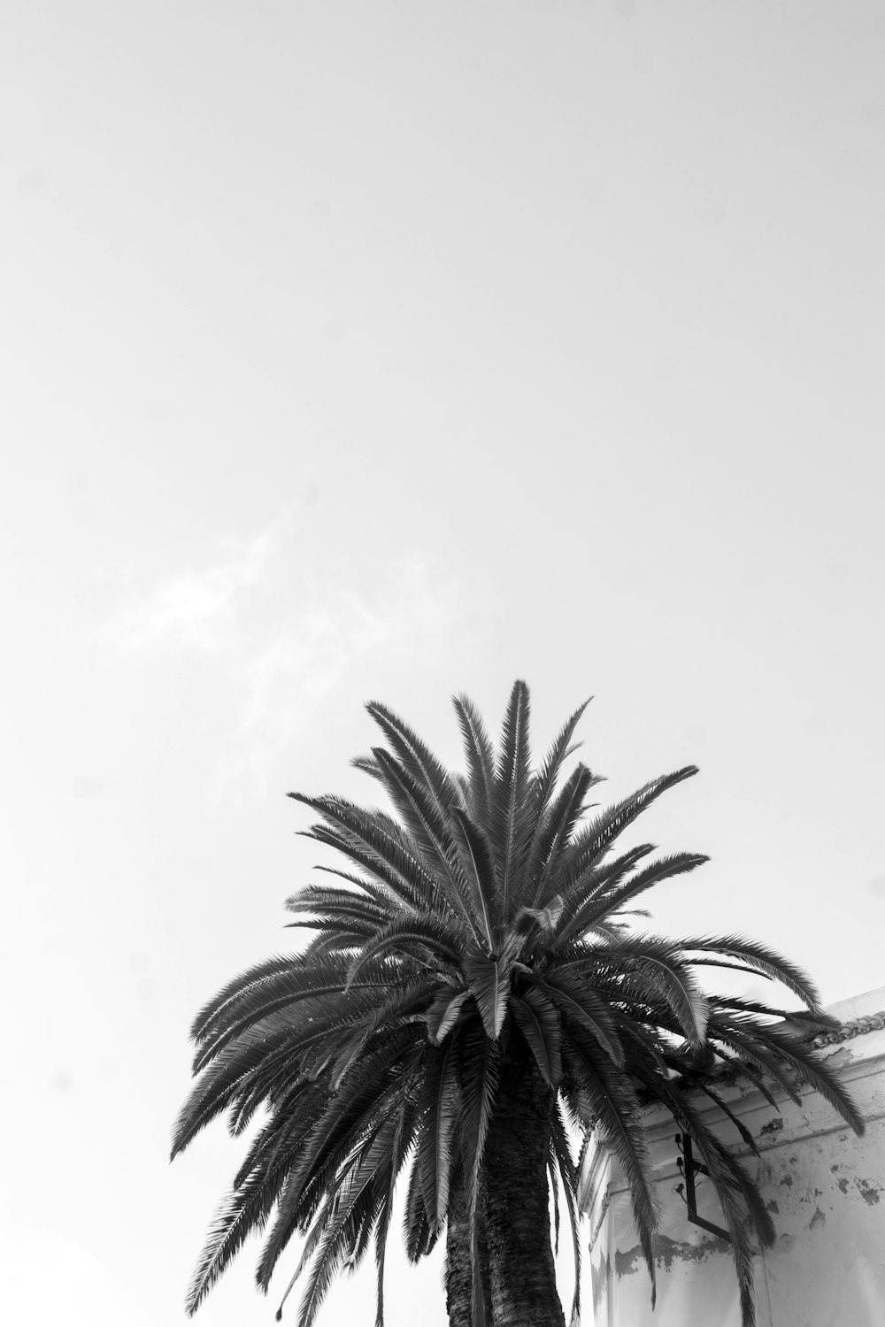 a black and white photo of a palm tree