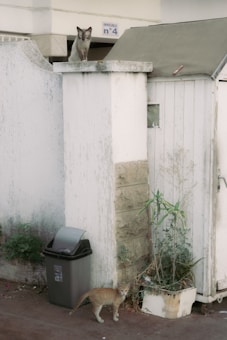 Two cats are present in an urban setting, one perched atop a high concrete pillar and the other standing on the ground near a trash bin and a potted plant. The area appears weathered, with some overgrown greenery and a number four sign on the wall.