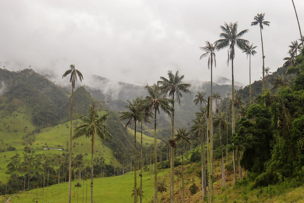 a lush green hillside covered in palm trees