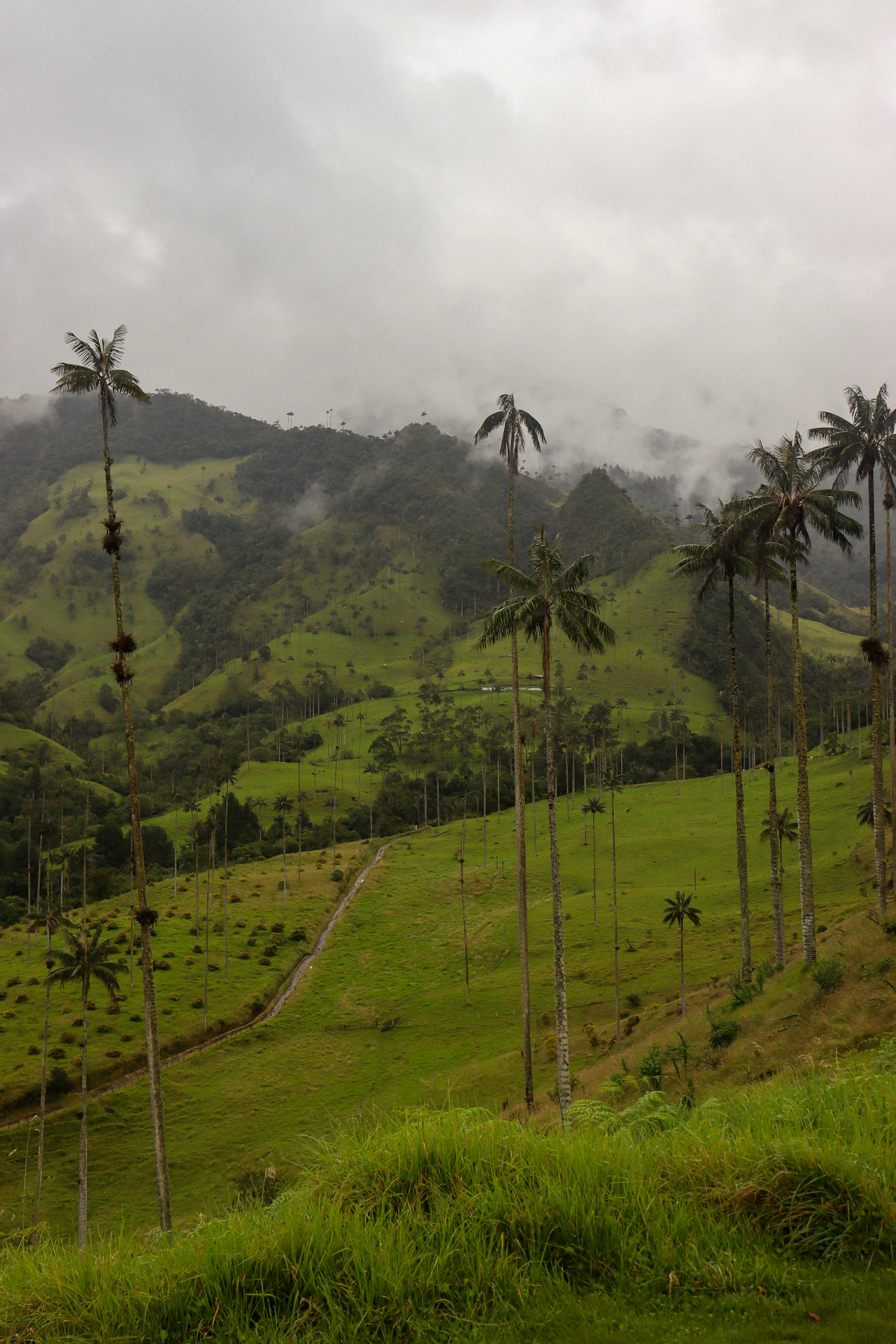 Palmiers de cire de la vallée de Cocora, près de Salento