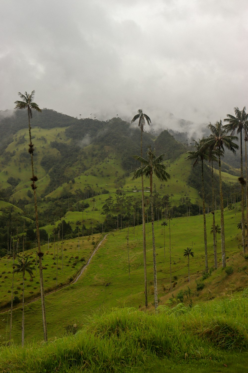 a lush green hillside covered in palm trees