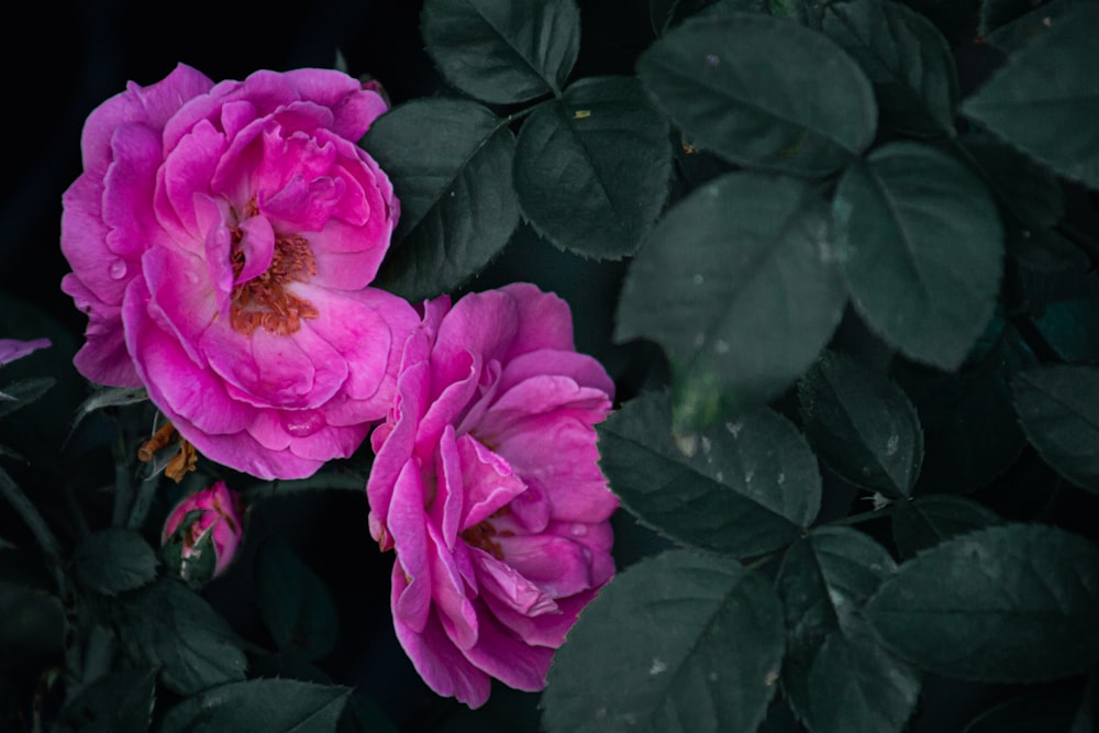 um par de flores cor-de-rosa sentado em cima de uma planta verde exuberante