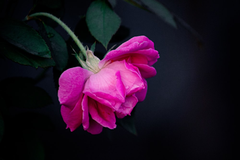 a pink flower with green leaves on a dark background