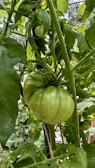 A large green tomato hangs from a vine surrounded by lush green leaves. The plant appears healthy and is growing in a natural outdoor setting, possibly a garden.