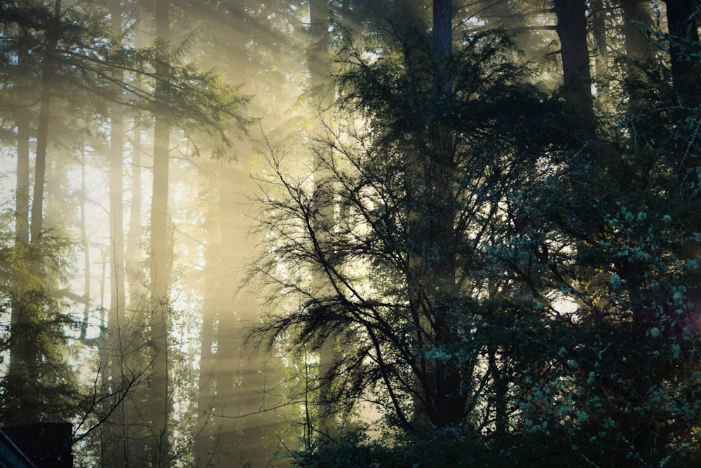 a forest filled with lots of tall trees