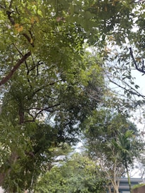 A canopy of trees with lush green leaves, branches stretching across the image. Various shades of green dominate the scene, with sunlight filtering through the foliage. A clear sky with hints of blue can be seen peeking through the leaves.