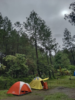 A group of campers setting up tents in a lush forest clearing.
