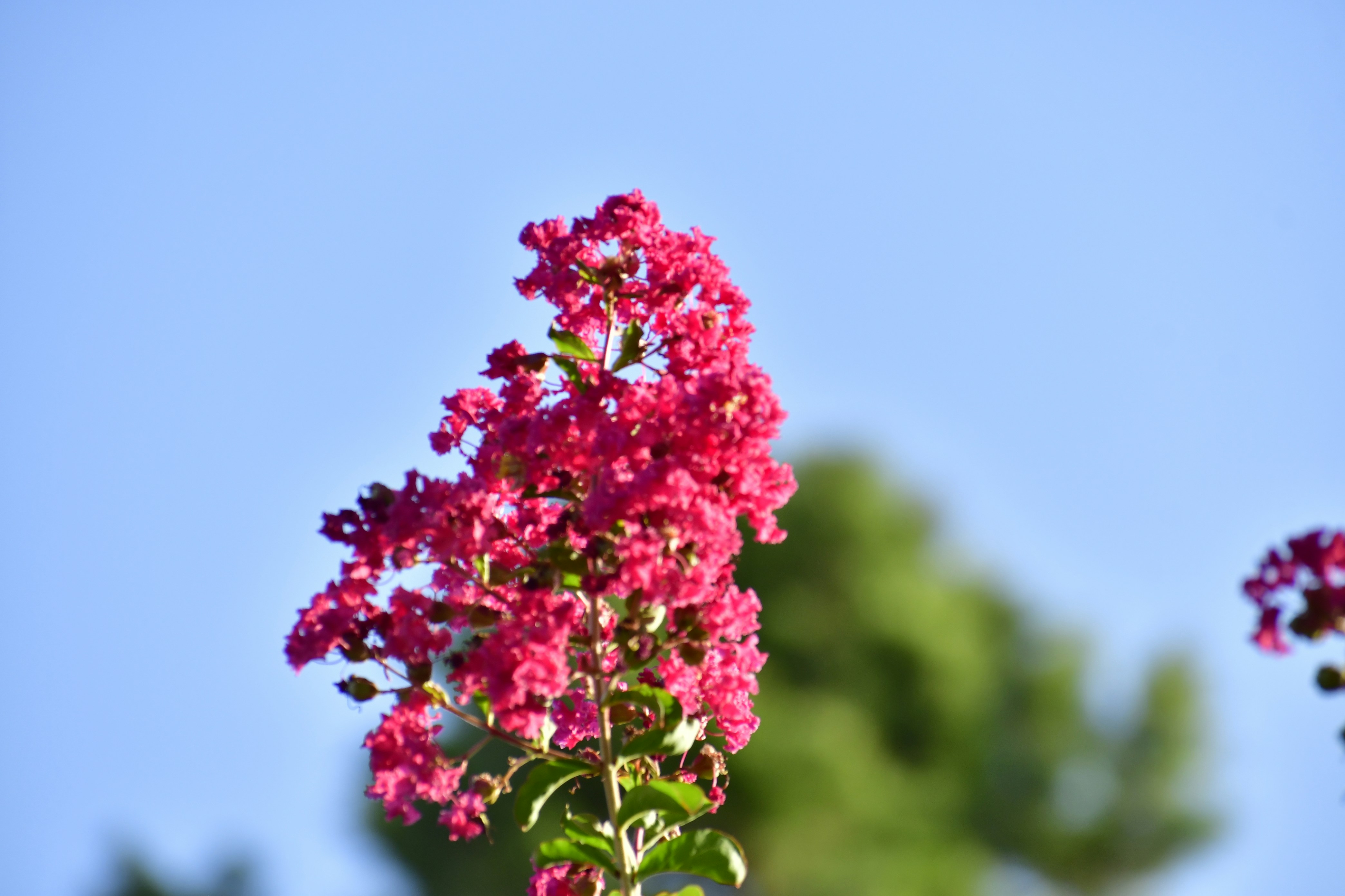 a bunch of pink flowers in front of a blue sky