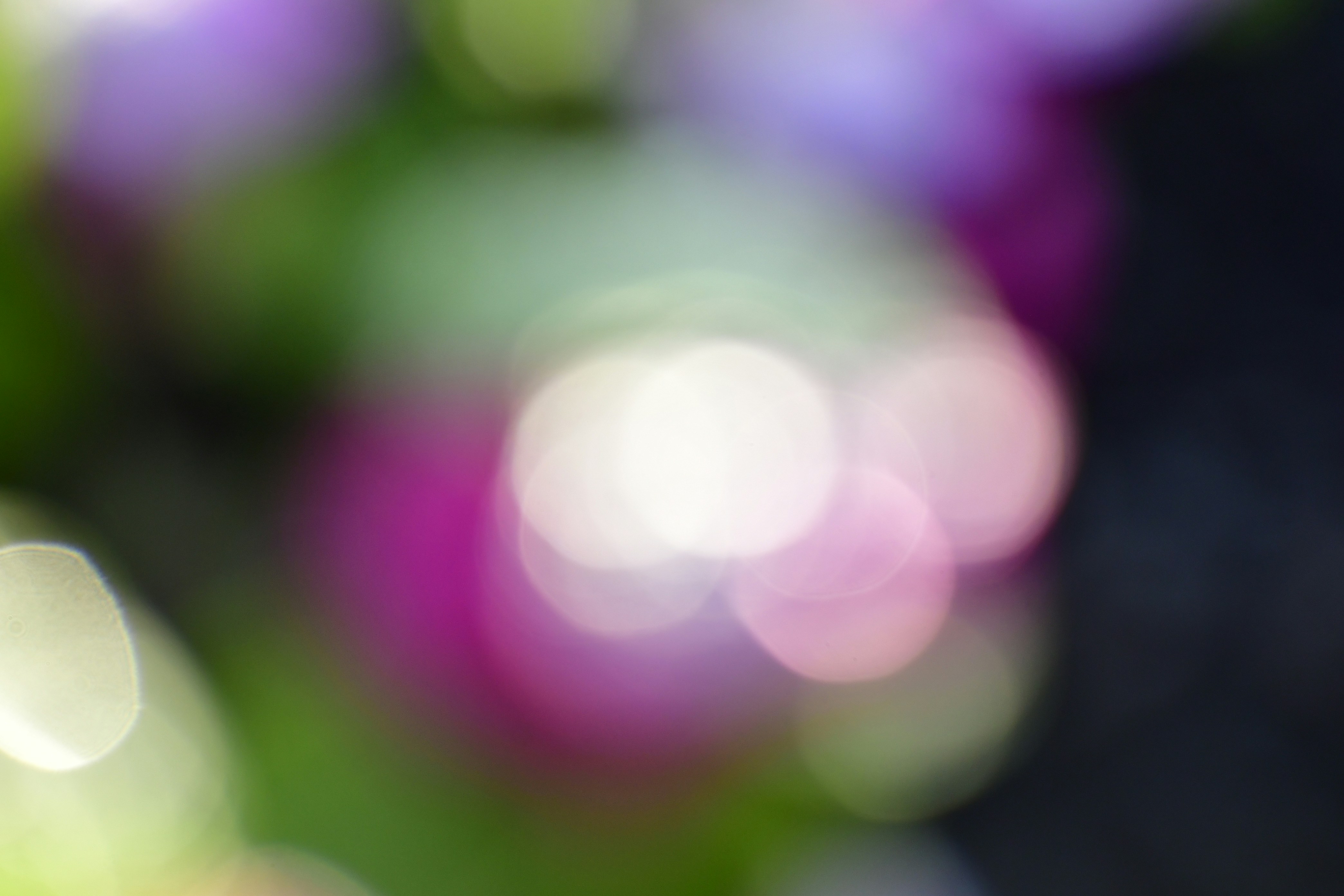 a blurry photo of a bunch of flowers