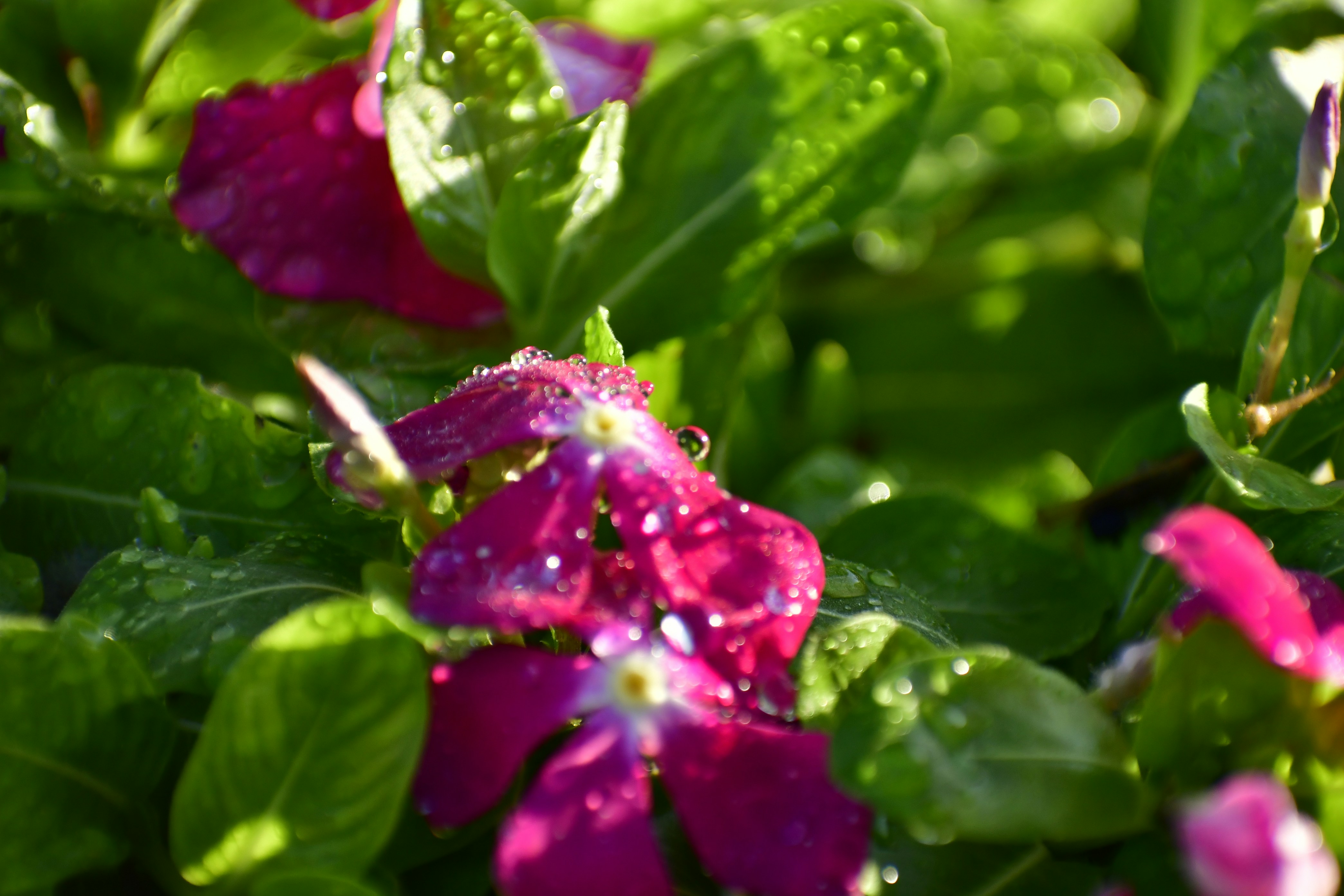 a close up of a flower with water droplets on it