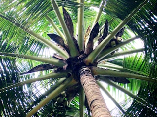 Looking up at a coconut palm tree with its long, slender trunk and expansive green fronds extending outward. Clusters of coconuts are visible near the top, nestled among the leaves.