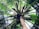 Looking up at a coconut palm tree with its long, slender trunk and expansive green fronds extending outward. Clusters of coconuts are visible near the top, nestled among the leaves.