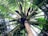 Looking up at a coconut palm tree with its long, slender trunk and expansive green fronds extending outward. Clusters of coconuts are visible near the top, nestled among the leaves.
