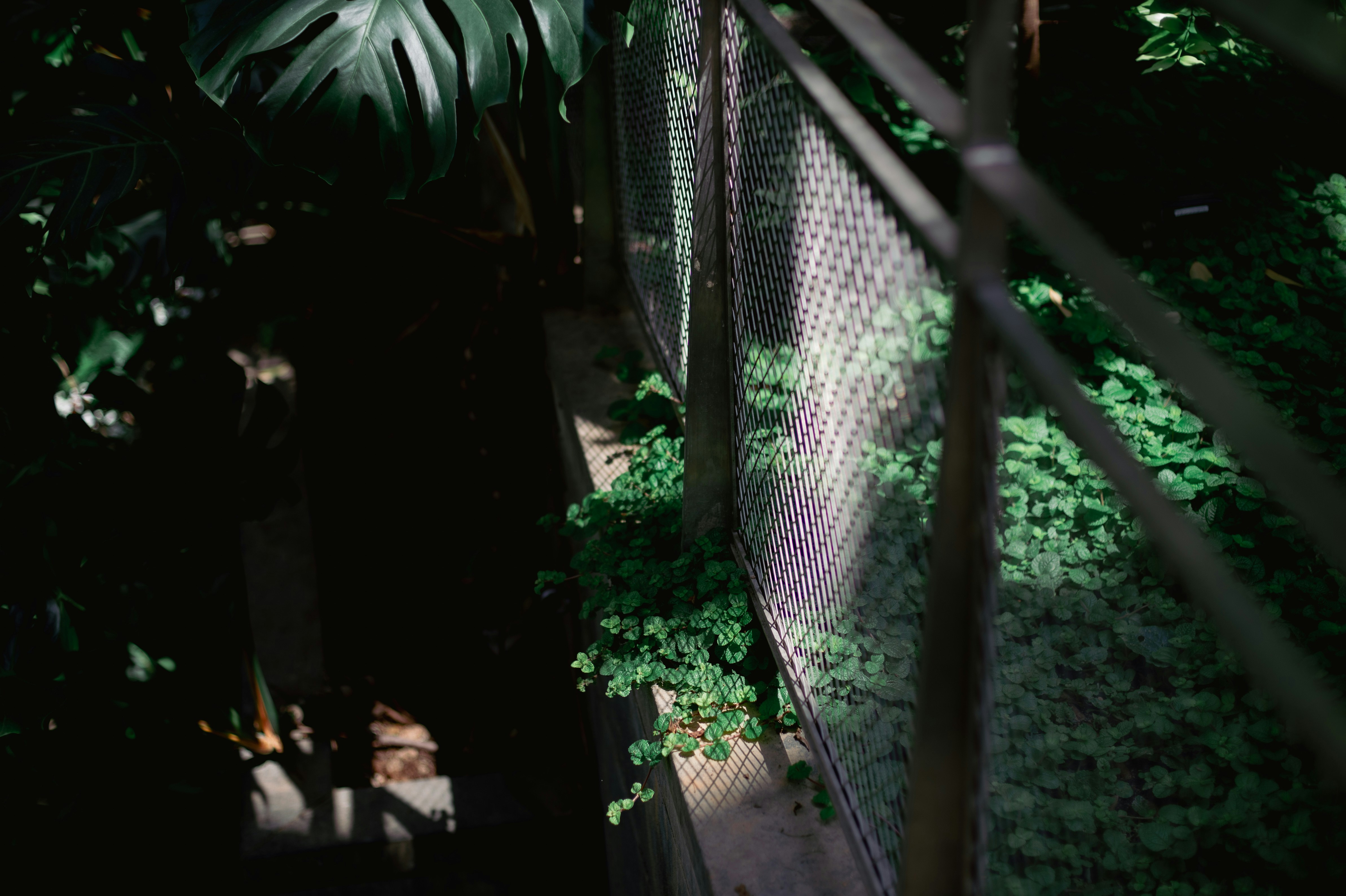 a metal fence surrounded by green plants
