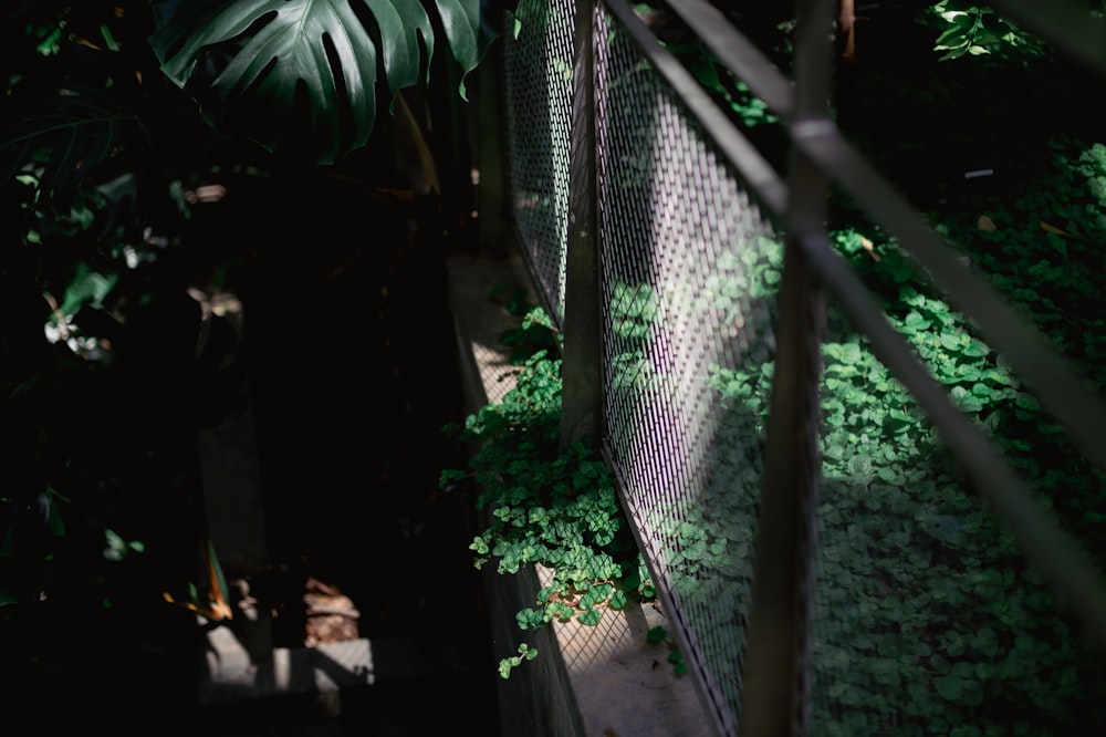 a metal fence surrounded by green plants