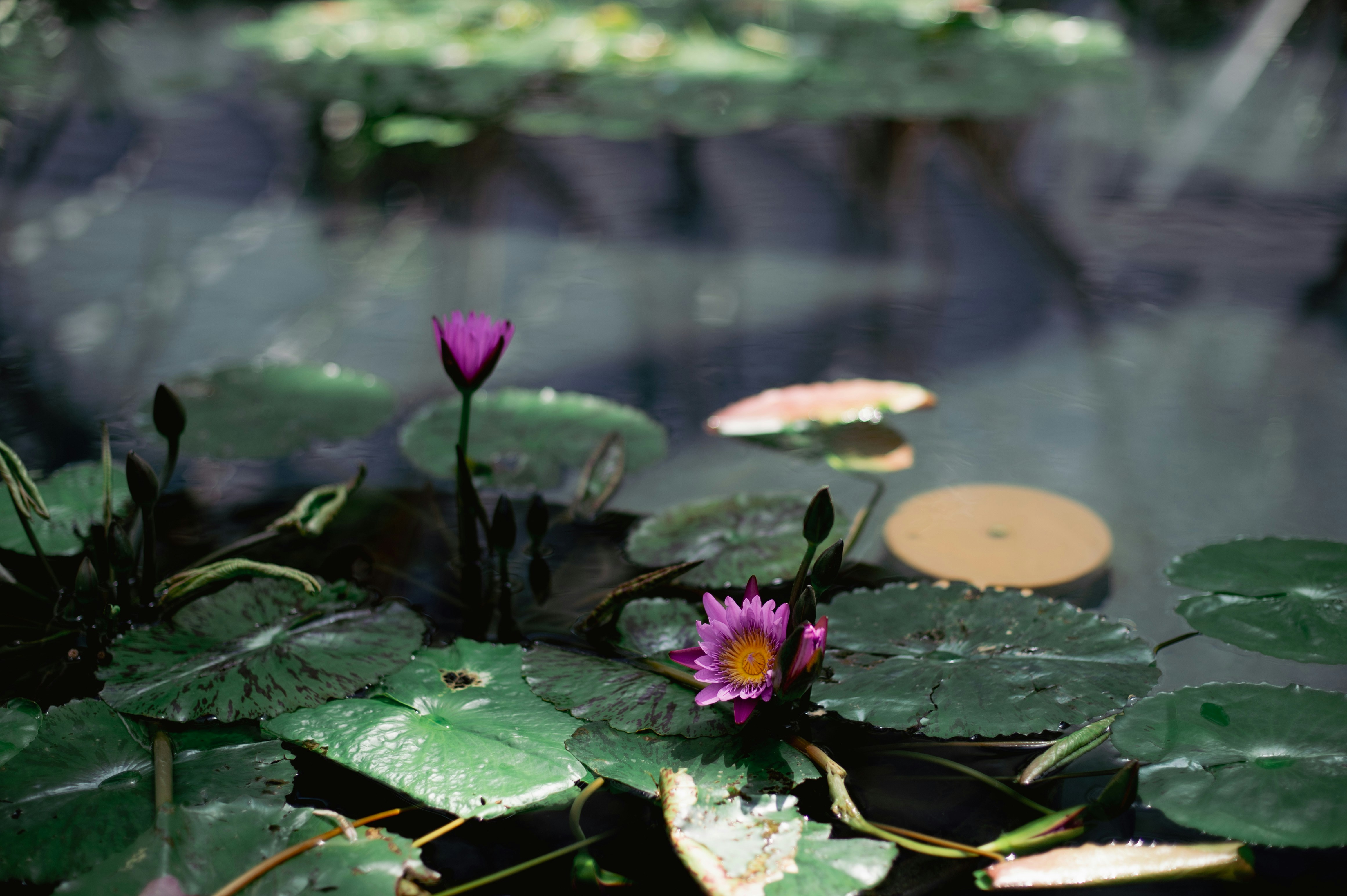 a purple flower sitting on top of a lush green plant