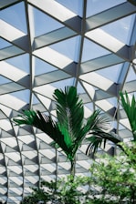 Architectural plans spread out on a wooden table with natural light filtering through palm leaves.