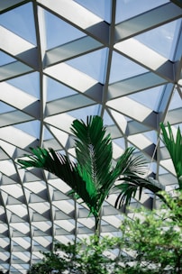 Architectural plans spread out on a wooden table with natural light filtering through palm leaves.
