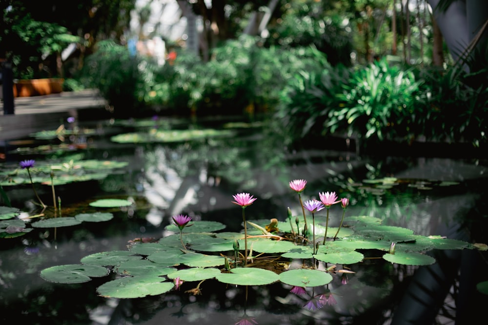 a pond filled with lots of water lilies