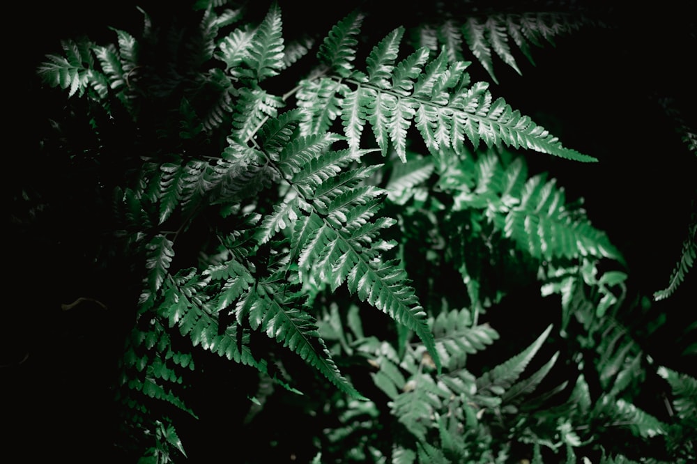 a close up of a plant with green leaves