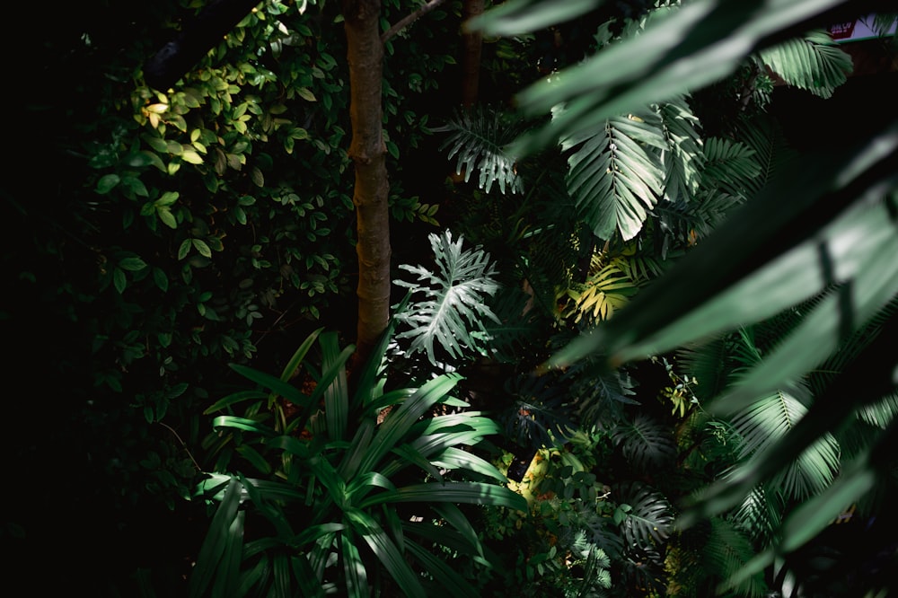 a lush green forest filled with lots of trees