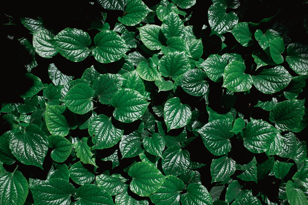 a close up of a plant with green leaves