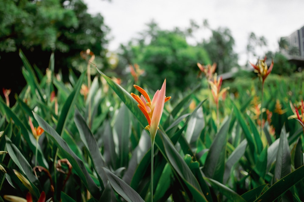 a close up of some flowers in a field