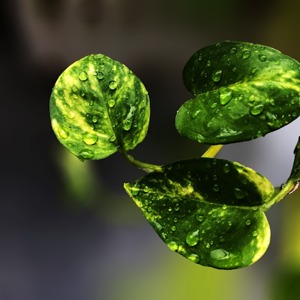 Vibrant green leaves covered in water droplets are illuminated, showcasing their glossy texture. The background is a blurred dark gradient that highlights the vividness of the leaves.