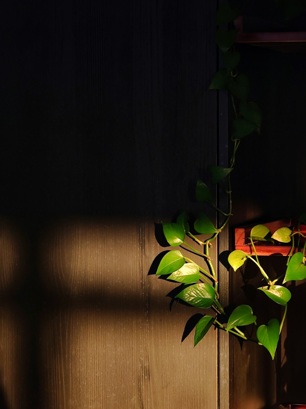 una planta en maceta sentada junto a una pared de madera