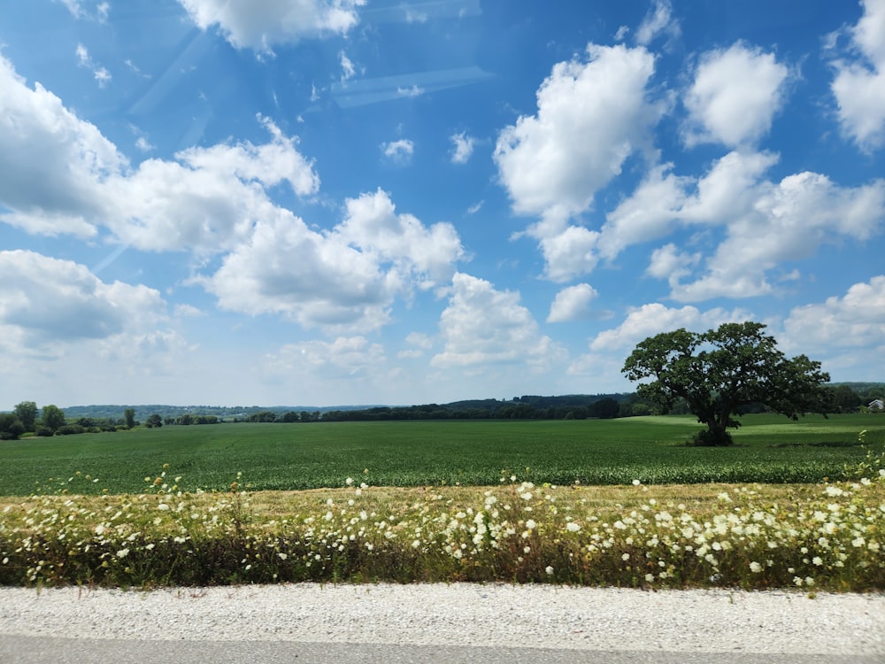 a large field of grass with a lone tree in the distance