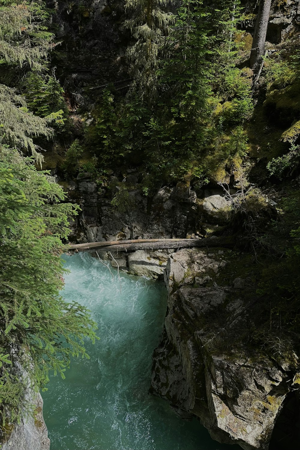 a river flowing through a lush green forest