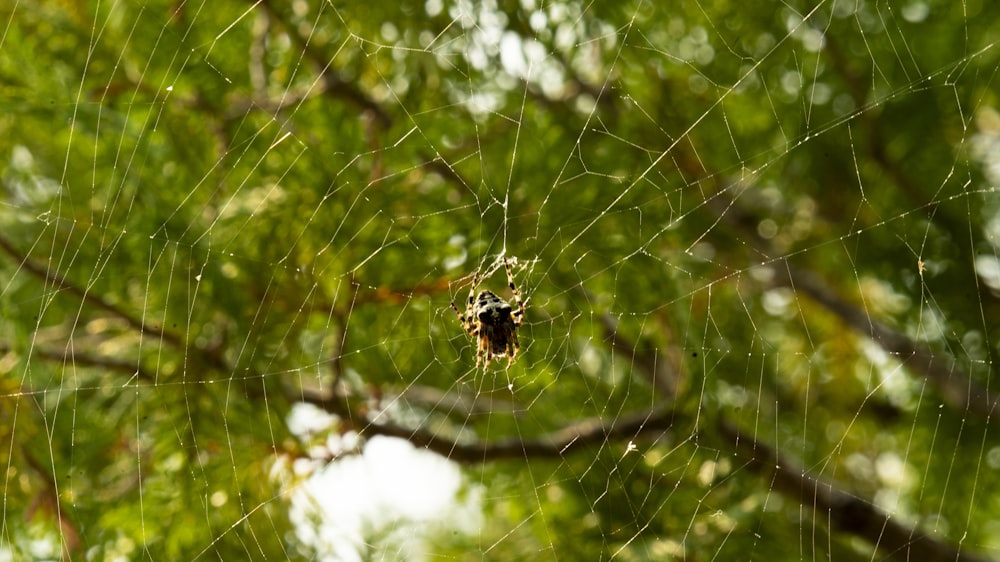 a spider sits on its web in a tree