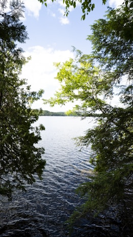 a body of water surrounded by lots of trees