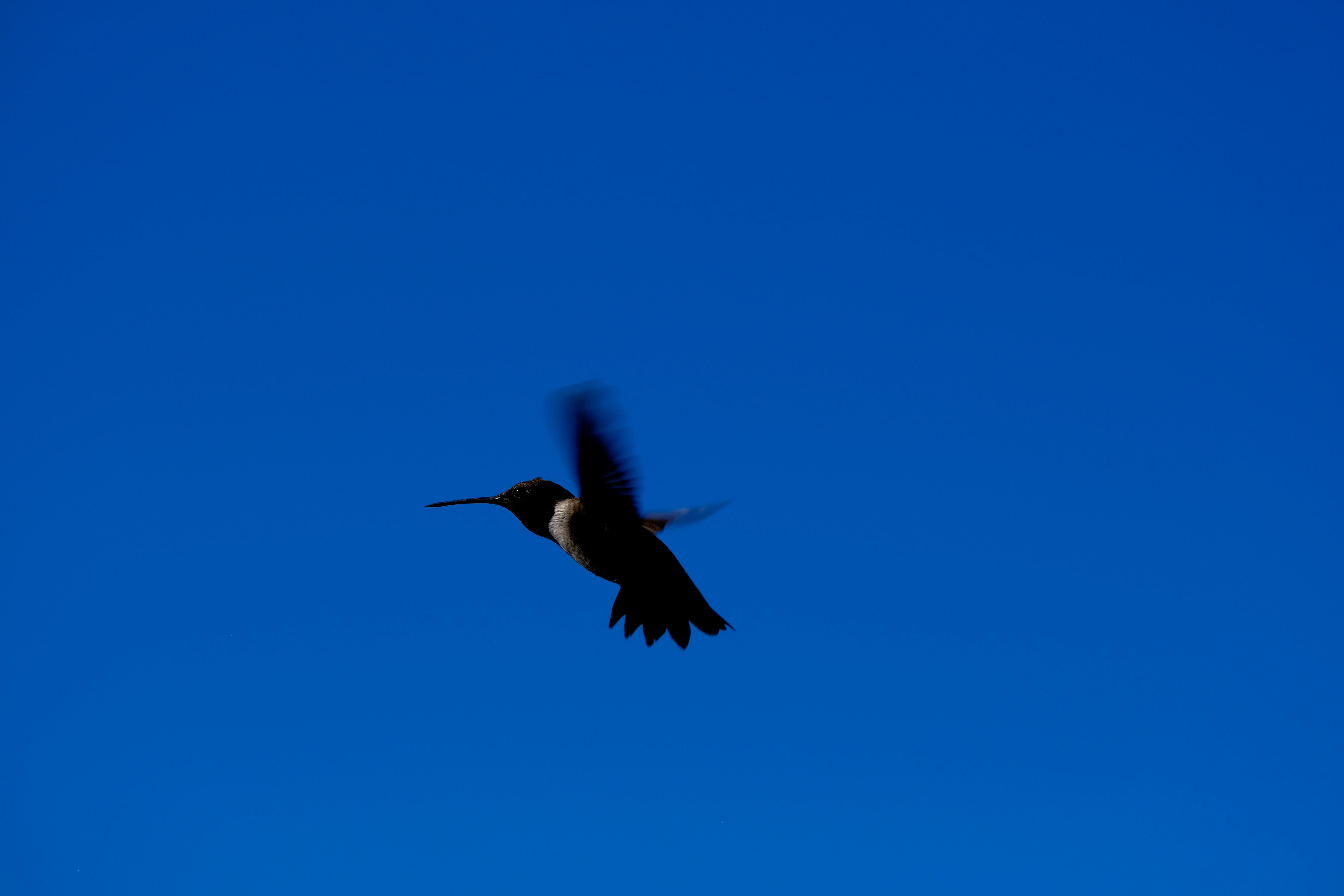 a bird flying through a blue sky with its wings spread