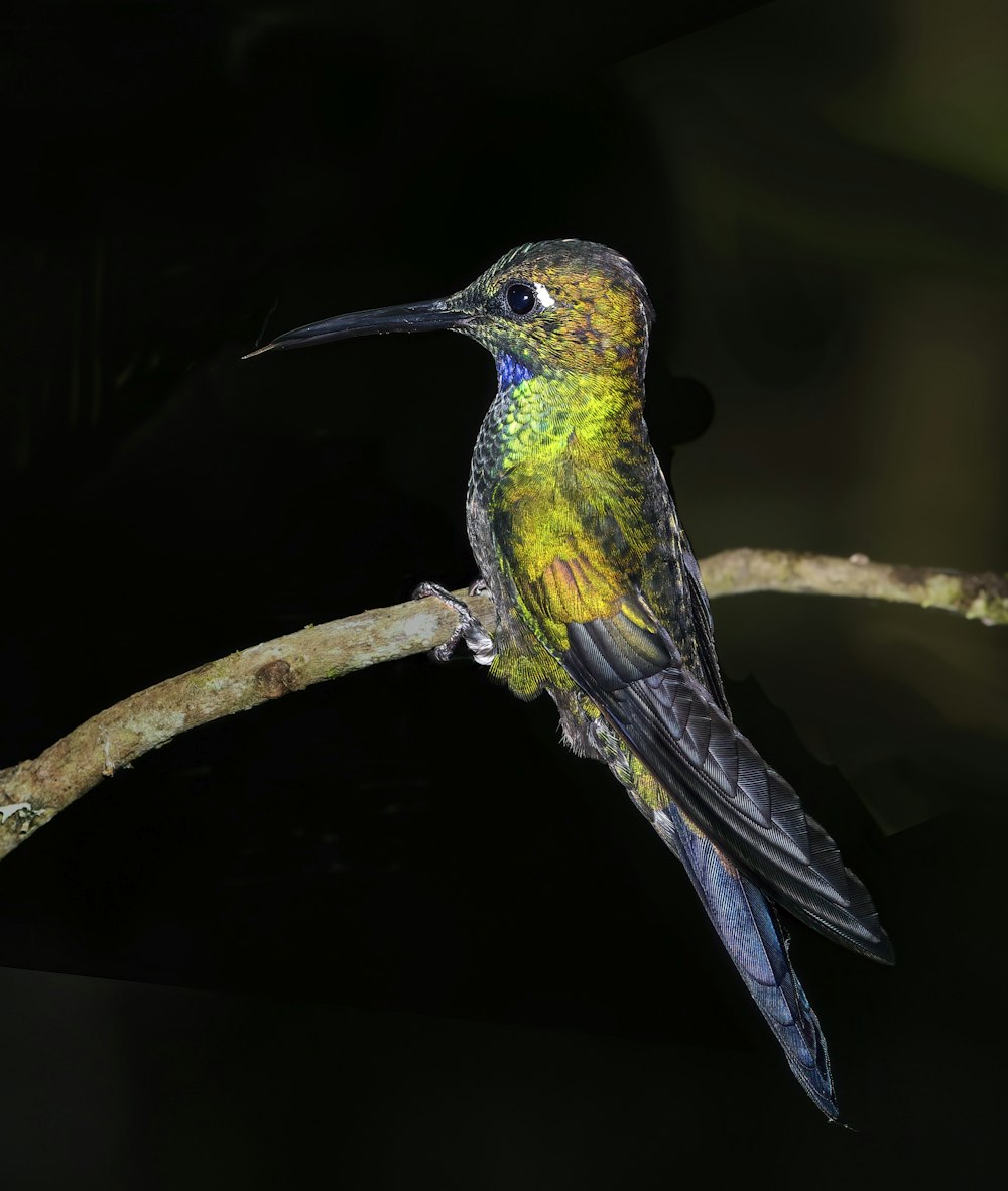 a colorful bird perched on a tree branch