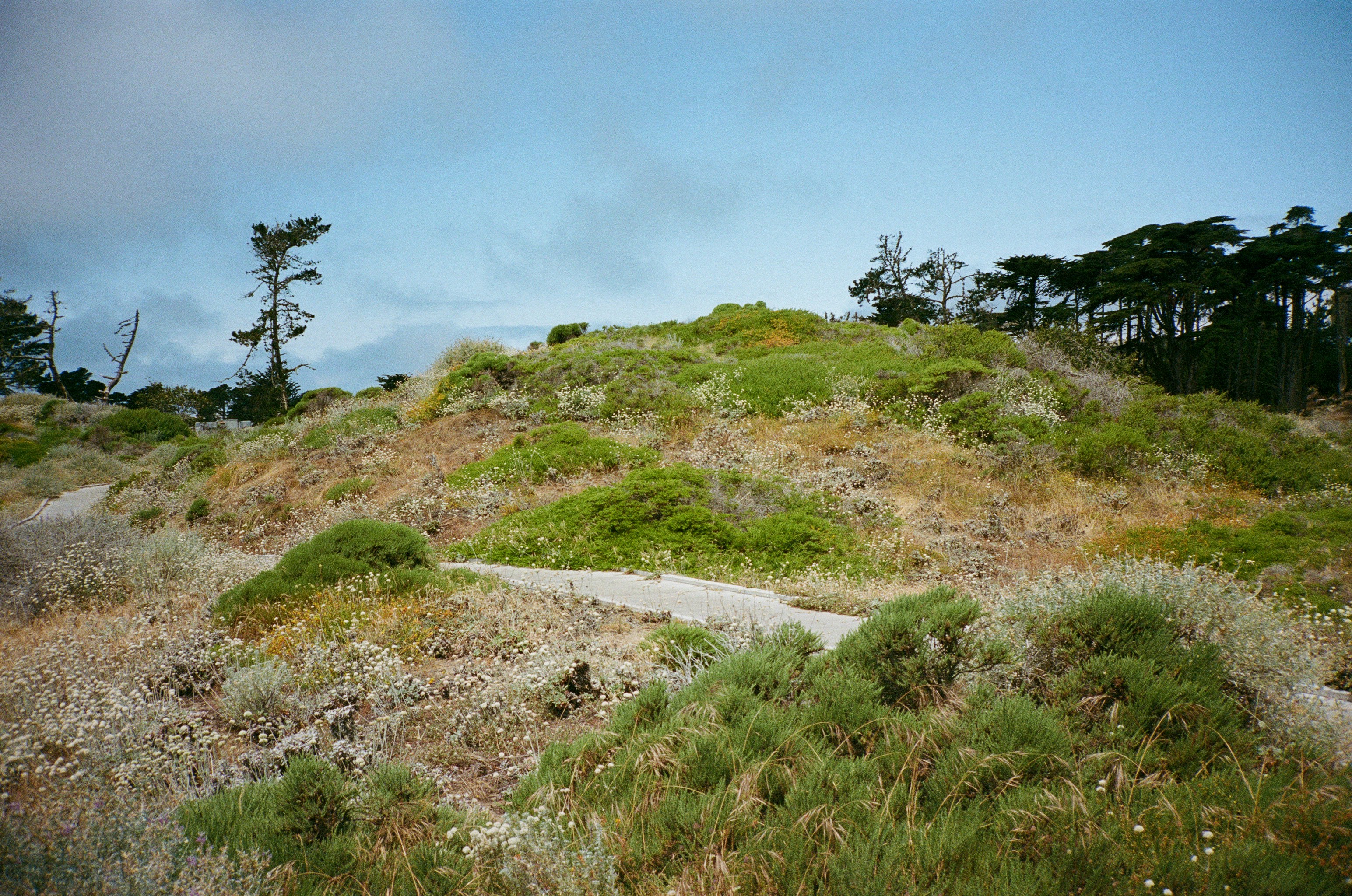 a grassy hill with trees and bushes on top of it