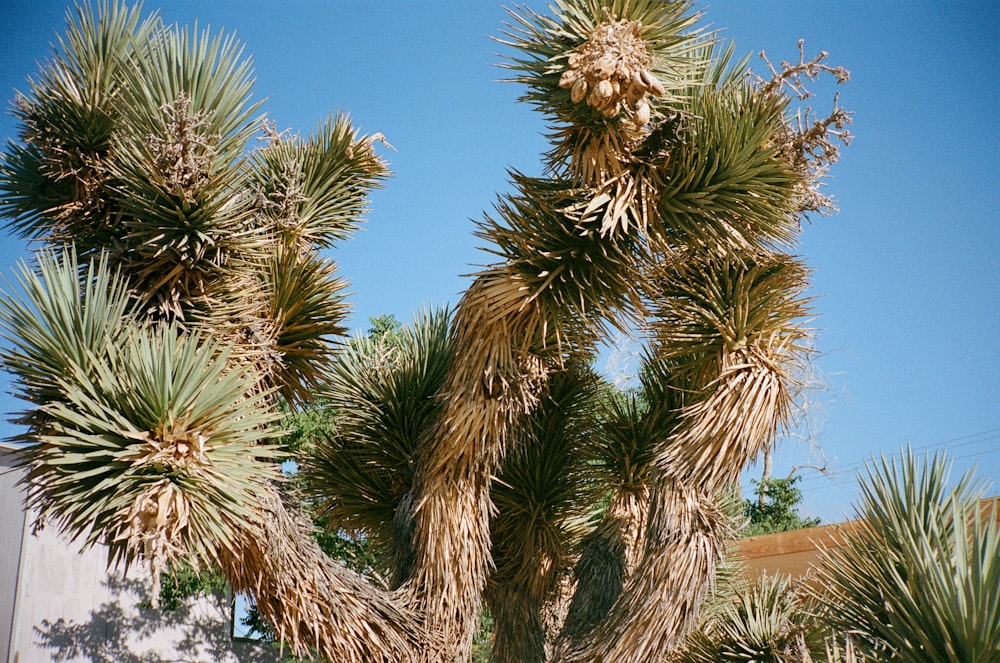 a large tree with lots of green leaves