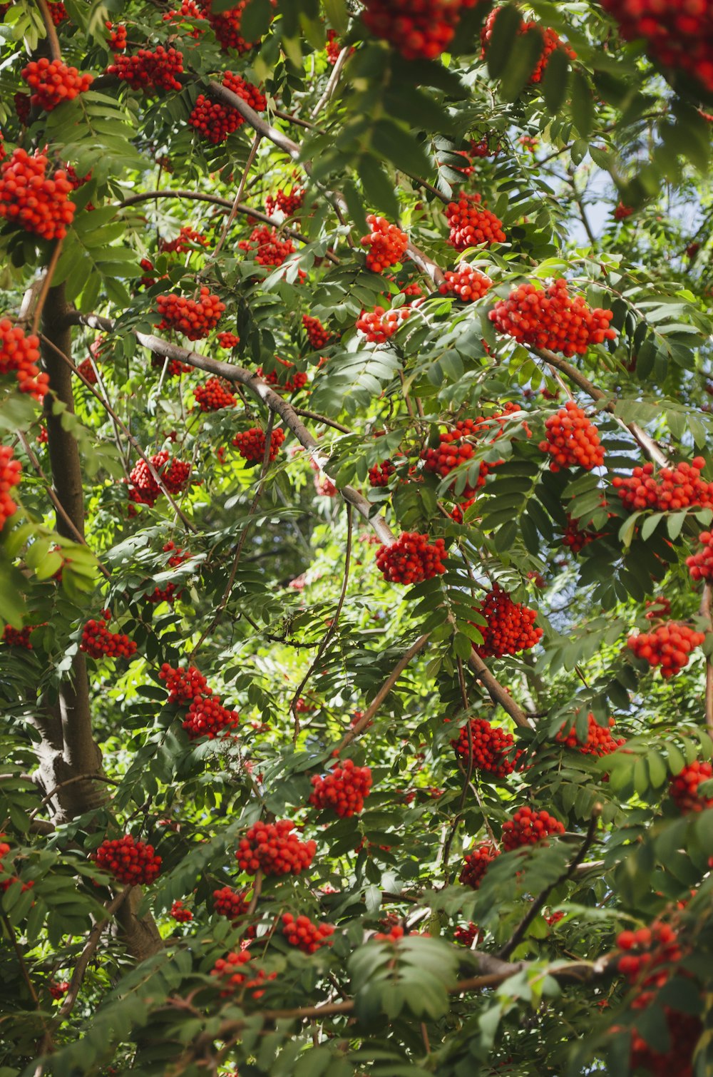 a tree filled with lots of red berries